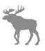 a moose walking